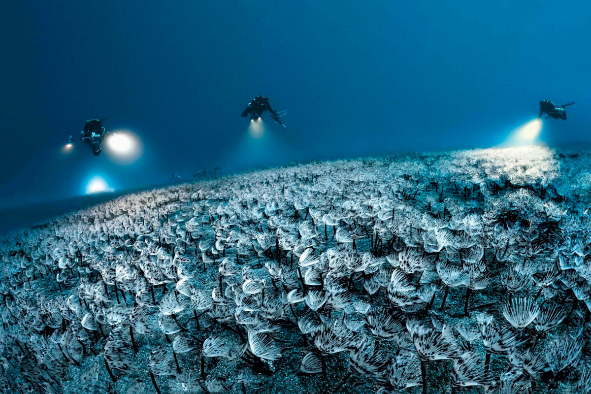 「ゴンベッサV」の調査対象は、南フランスの地中海沿岸。