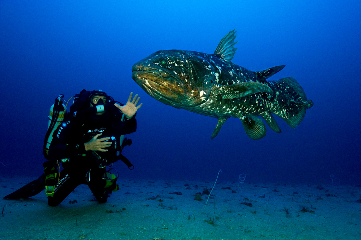 コモロ諸島で行われたミッション「ゴンベッサI」の様子