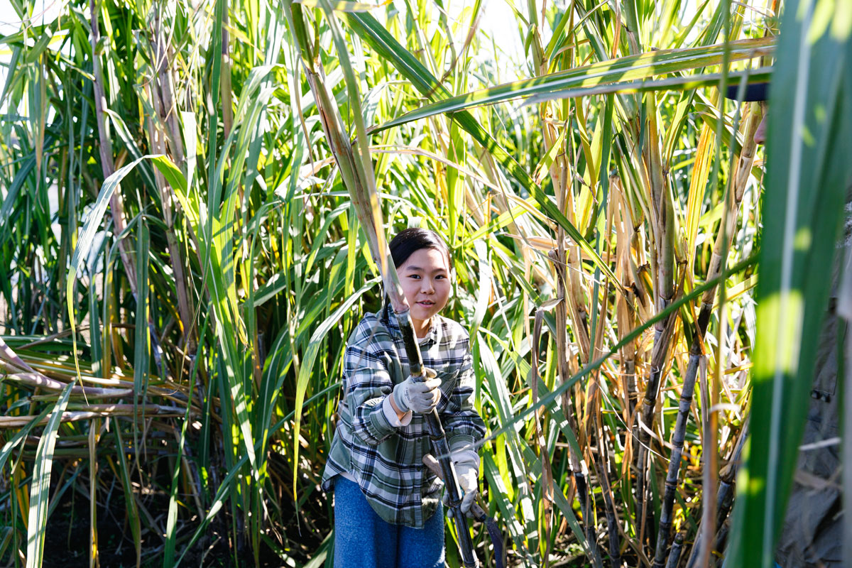 サトウキビ刈りに挑戦する次女の紗也さん