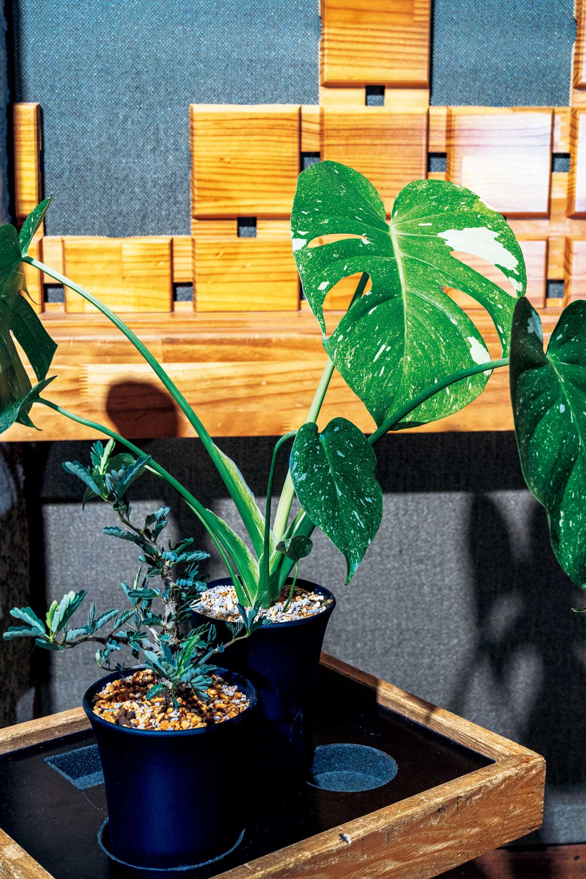 シシド・カフカの育てる植物