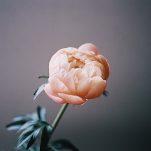 日用品図鑑：フォトグラファー・細谷謙介の愛用する〈papier d'armenie〉紙のお香 etc.