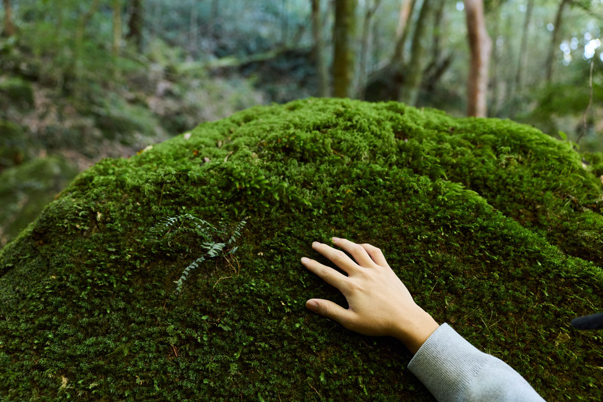 屋久島の苔