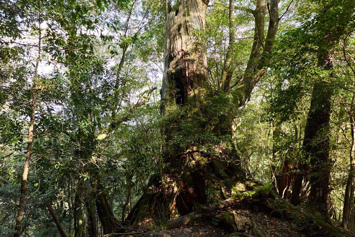 屋久島の森