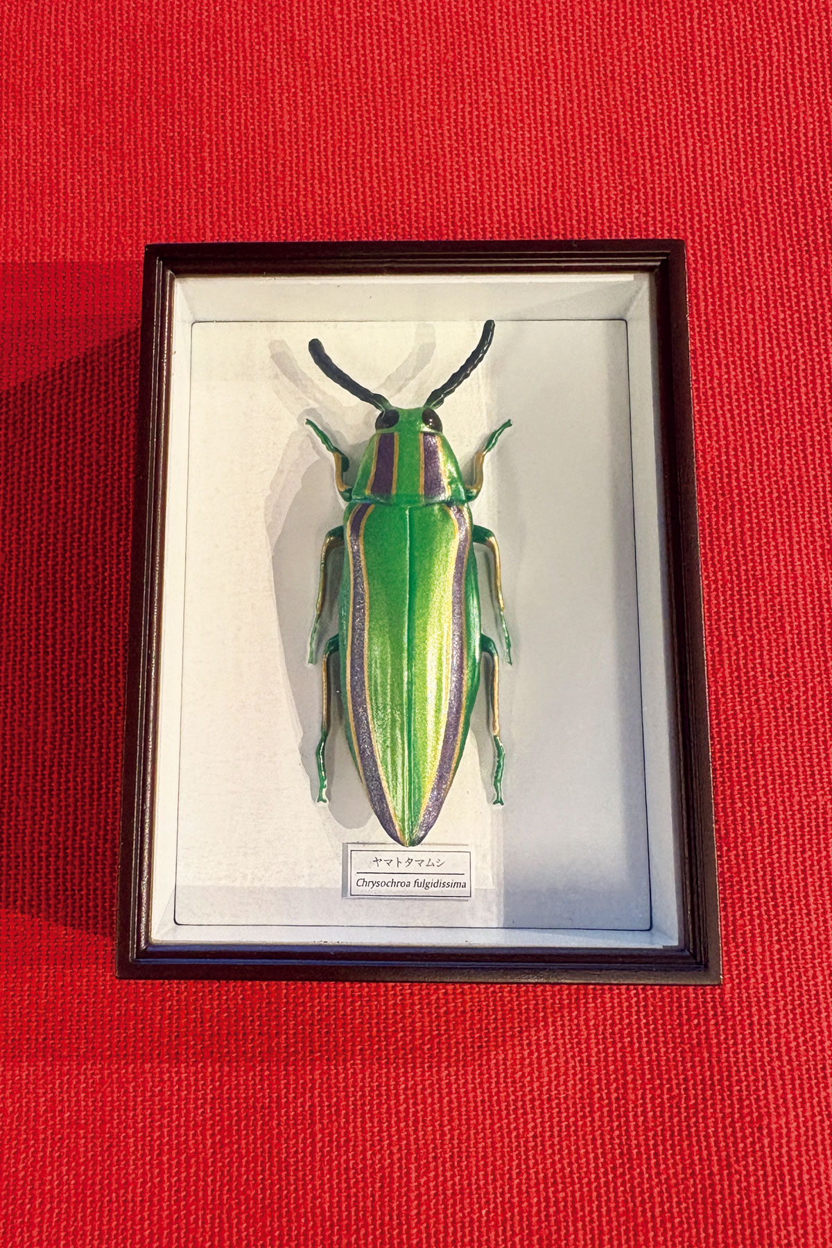 ヤマトタマムシのフィギュア