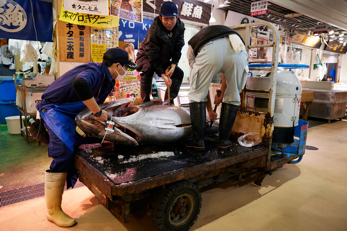 ターレットで運ばれてきた、競り落とされたマグロ
