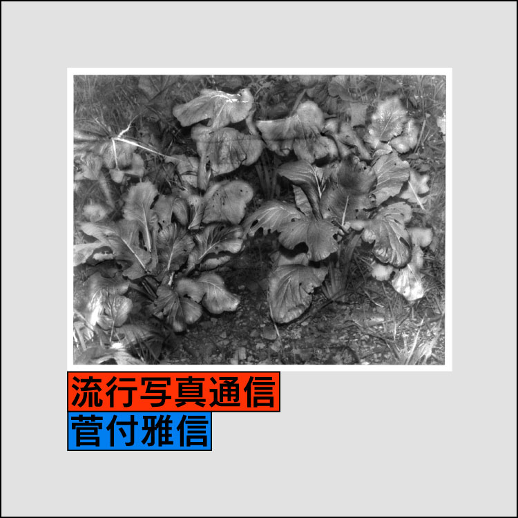 「Untitled （from the series 植物ー暗室)」　2025