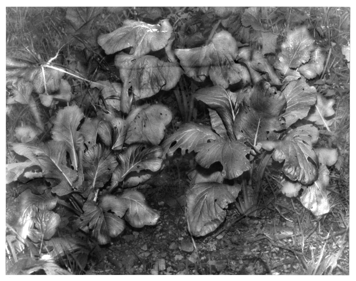 「Untitled (from the series 植物ー暗室)」 2025