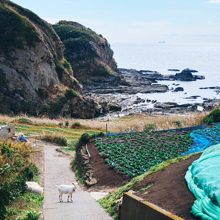 三浦半島の海岸付近