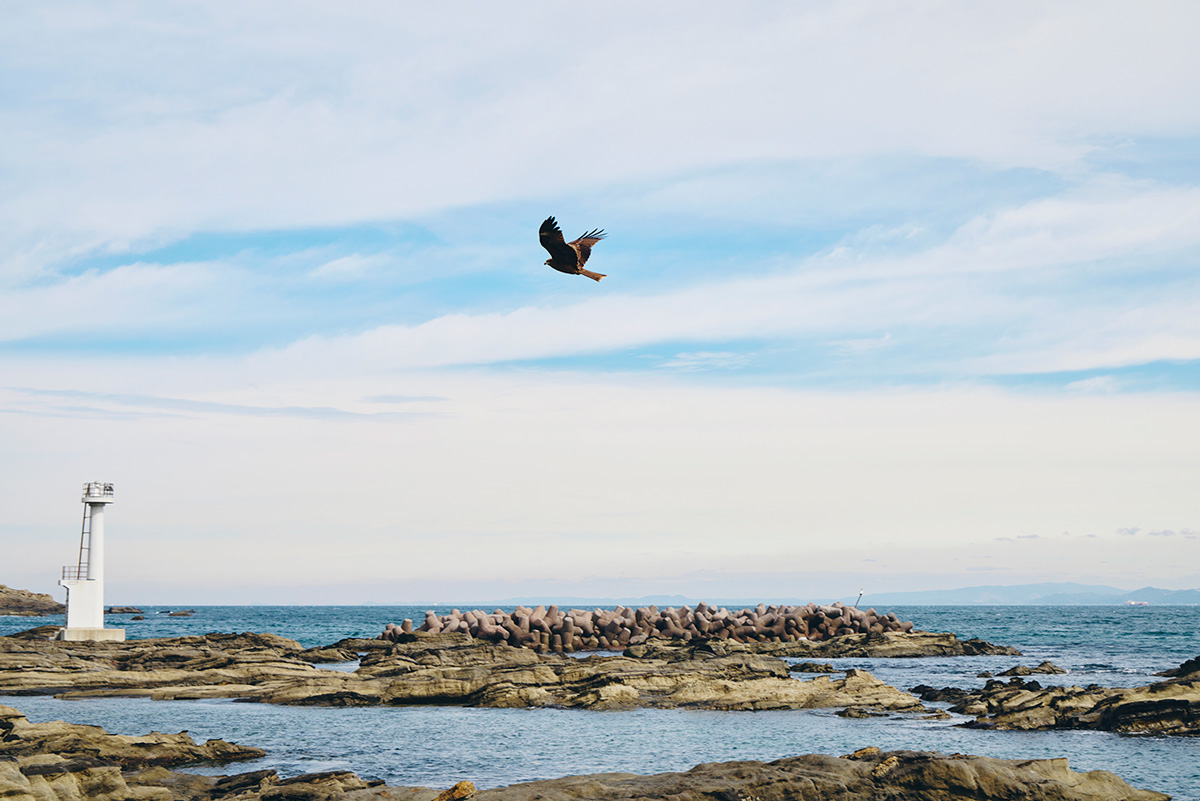 ジャンボリー浜を飛ぶトンビ