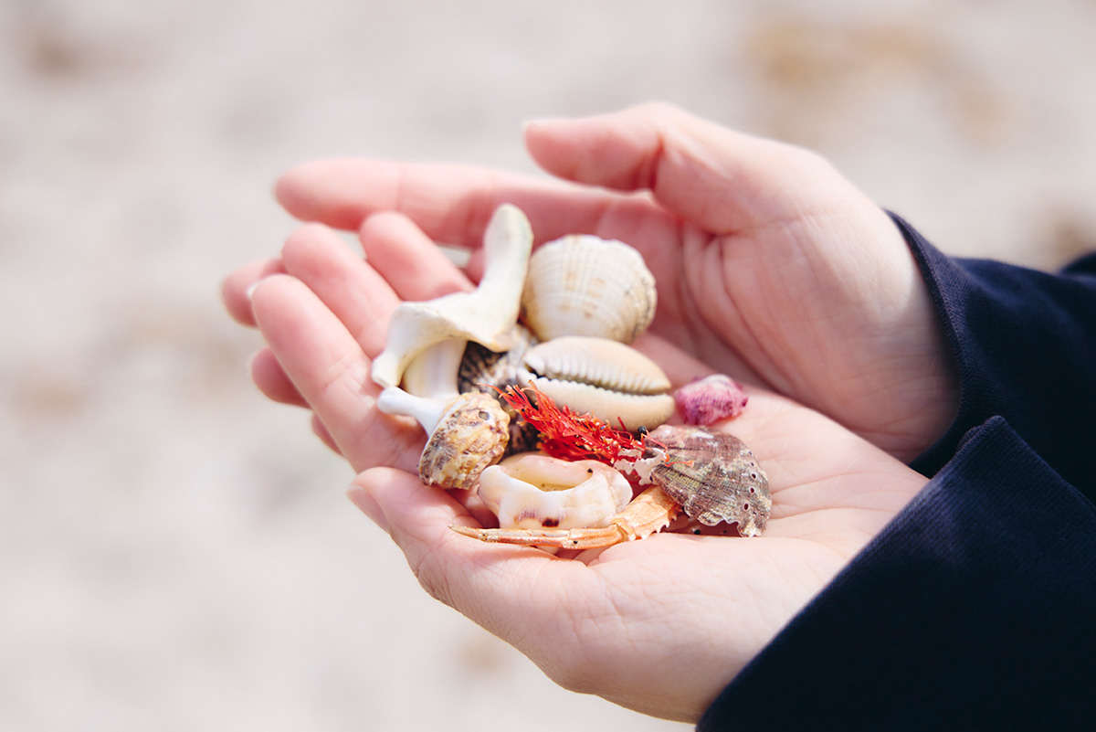 ジャンボリー浜で拾った貝殻