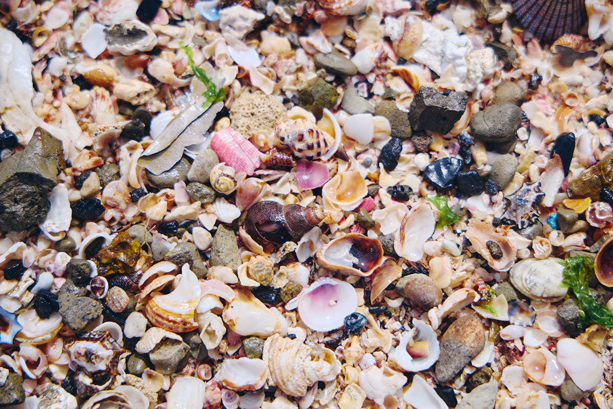 ジャンボリー浜の海岸の貝殻