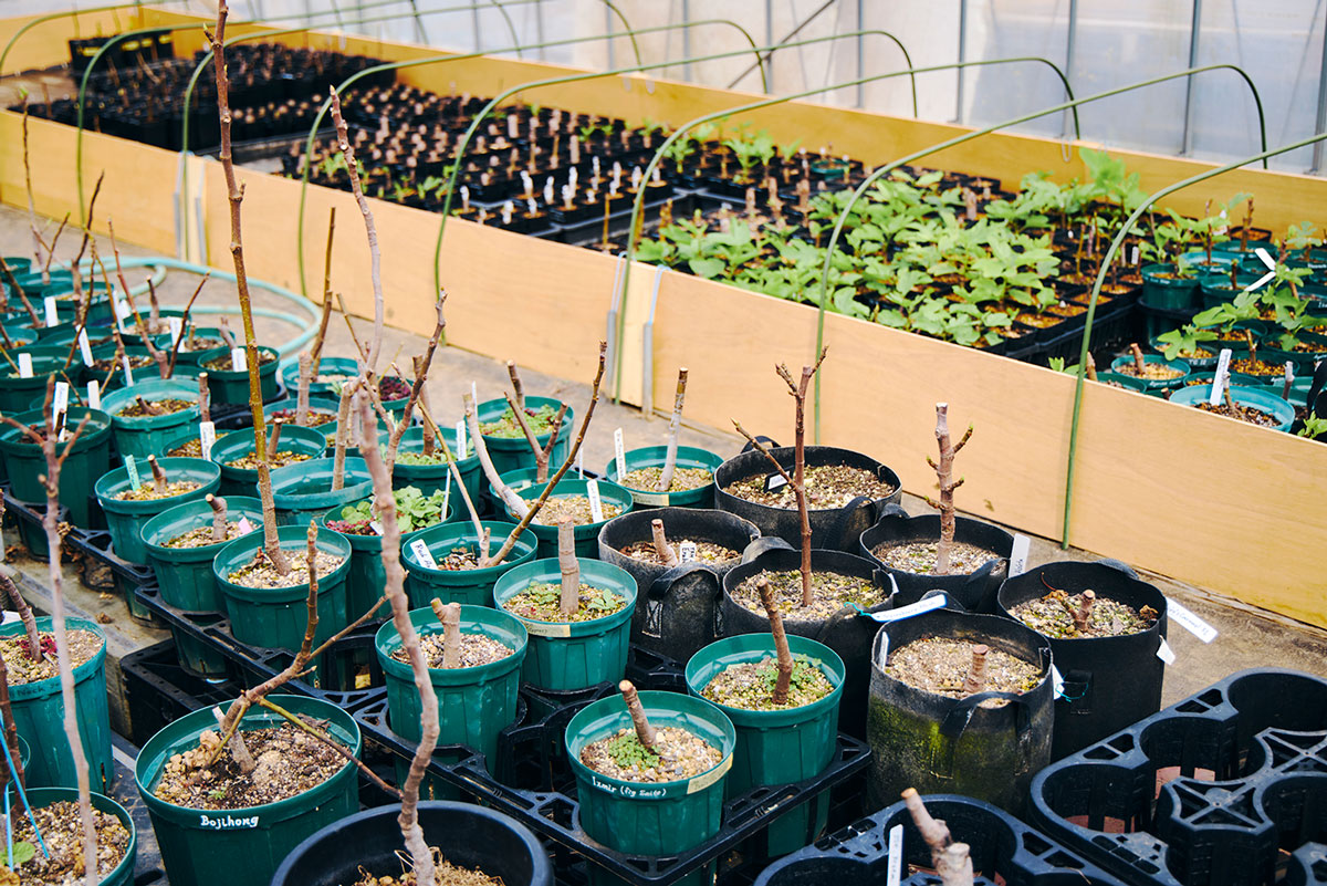 大井さんが育てているイチジク