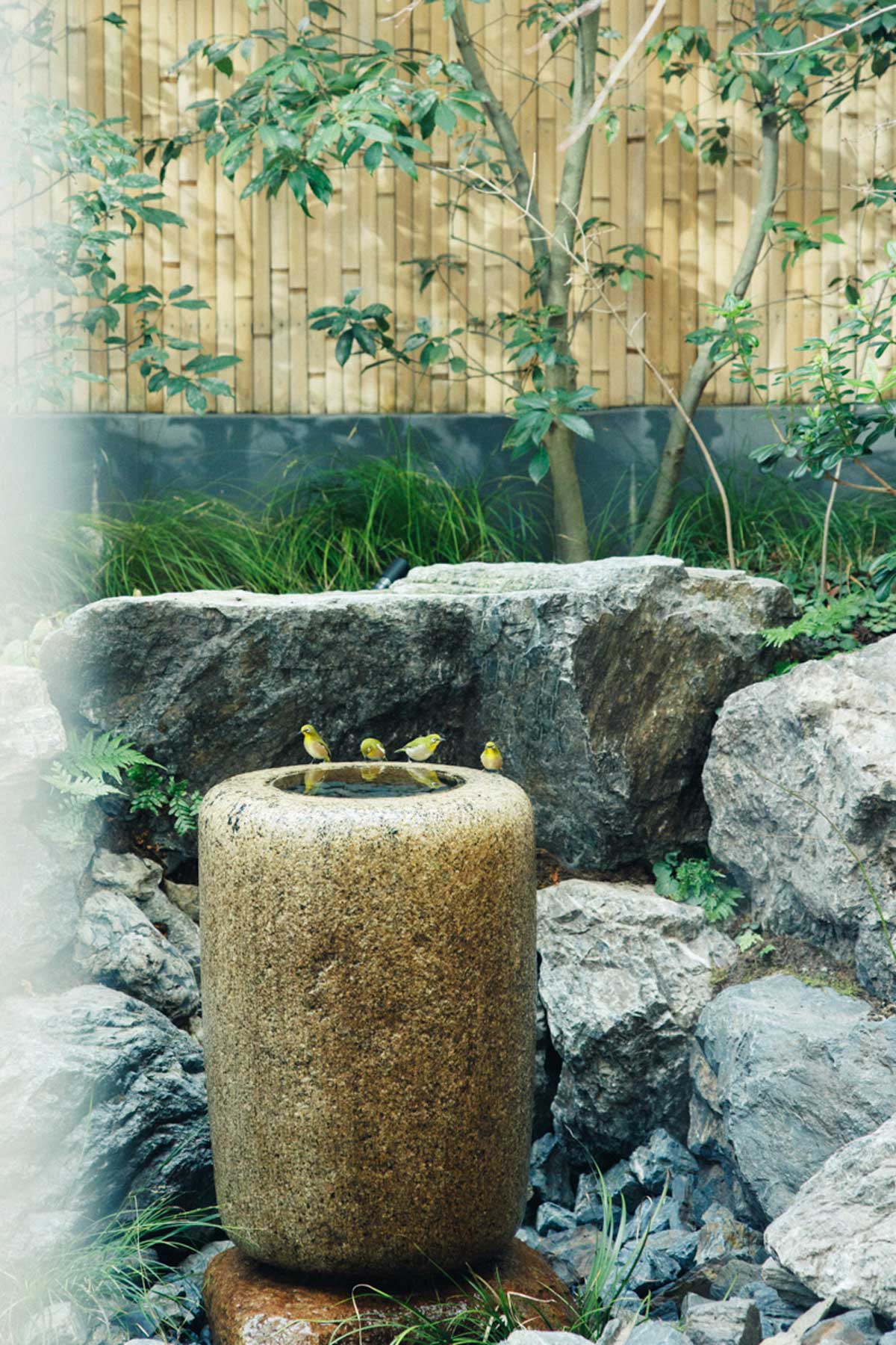 庭の手水の水を飲みにメジロが現れることも。