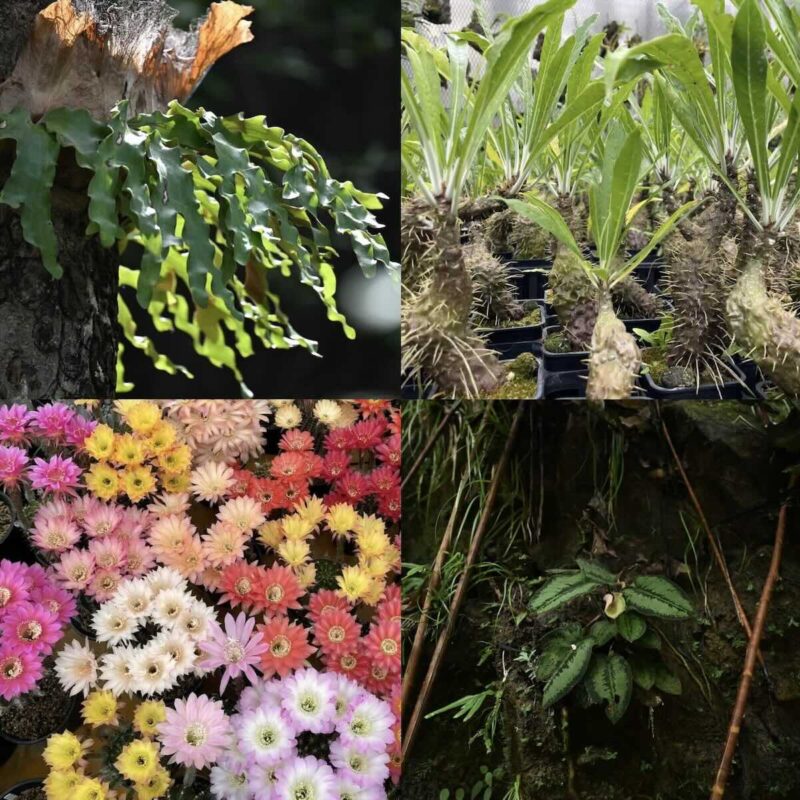 「阪急 植物博覧会」