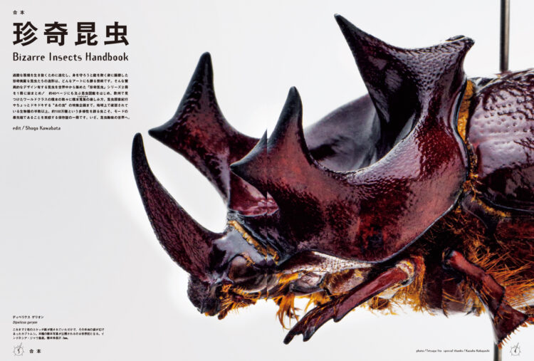 世界の巨匠シリーズ　13冊　B BRUTUS特別編集 合本 珍奇昆虫 | ブルータス| BRUTUS.jp