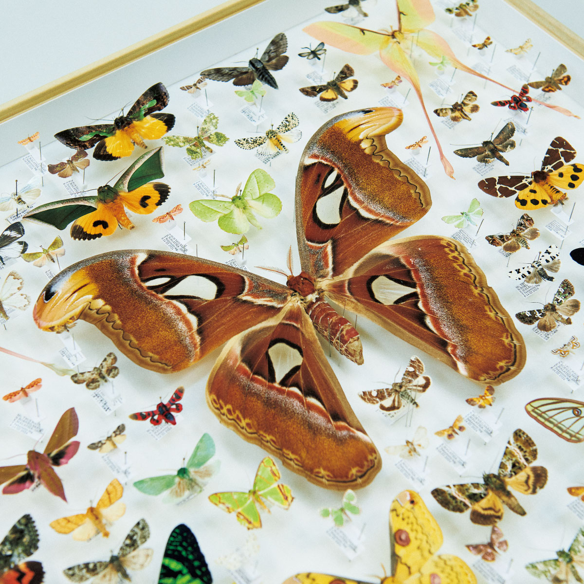 蛾のかわいさはどこにある？蛾を愛してやまない呂布カルマ、阪本優介の