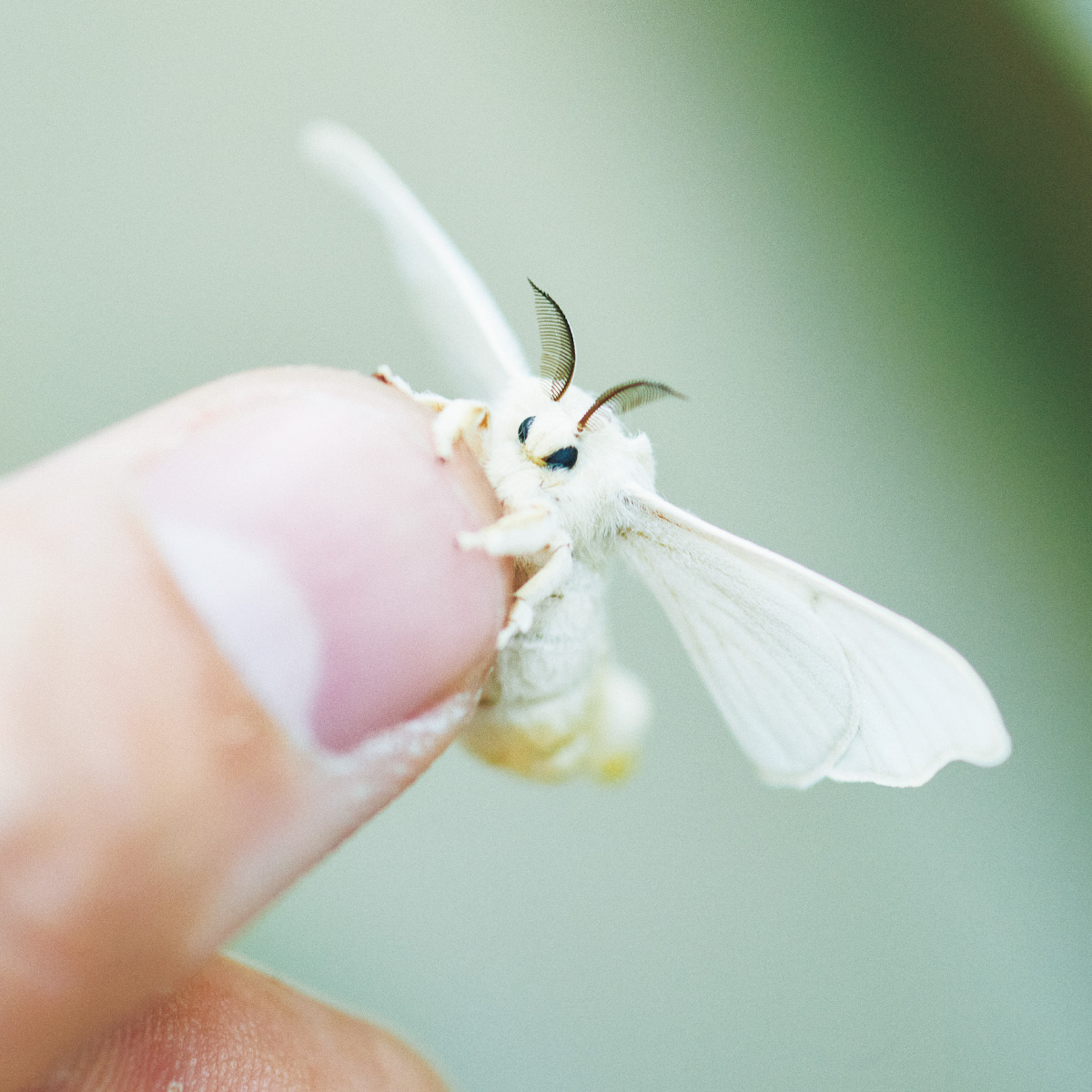 蛾のかわいさはどこにある？蛾を愛してやまない呂布カルマ、阪本優介の