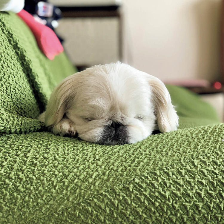 カメラロールに眠る、とっておきの犬たちを見せてください！あなたの愛犬ベストショットを大募集