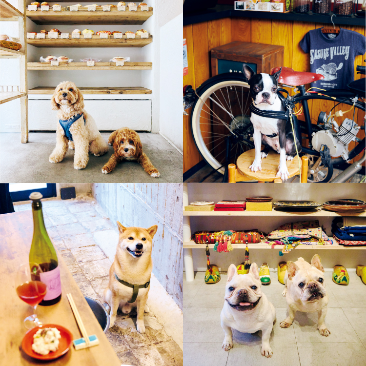 挨拶、店番、呼び込みもお手のもの。会いに行きたい！あの店の看板犬