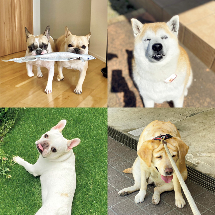 あつまれ！みんなの犬フォトコンテスト